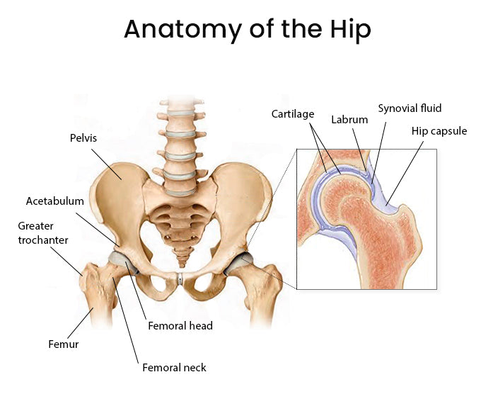 An insight into your hip structure and hip sports injuries - Training ...