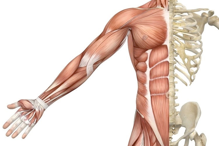 Muscular /Skeletal image