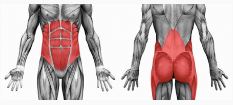 Human core muscles sale