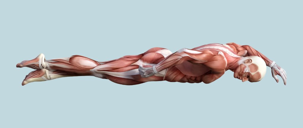 Does swimming build muscle when doing freestyle  