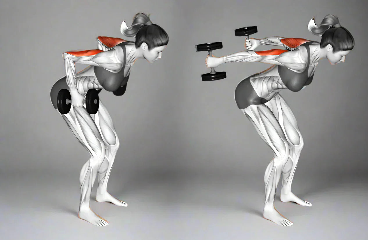 Tricep Kickbacks, Variations & Muscles Used  